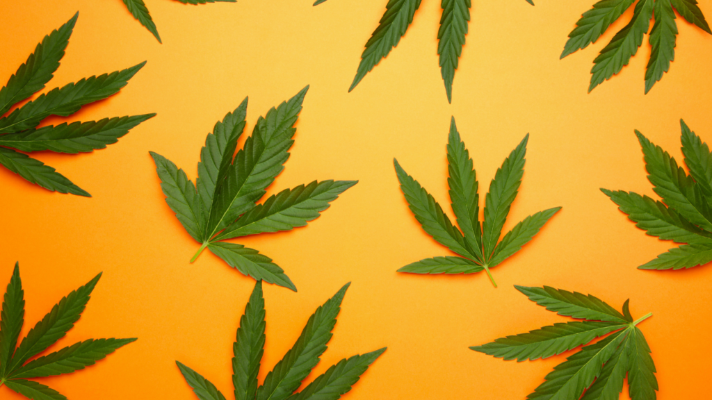 Multiple green cannabis leaves arranged on bright orange background in flat lay pattern